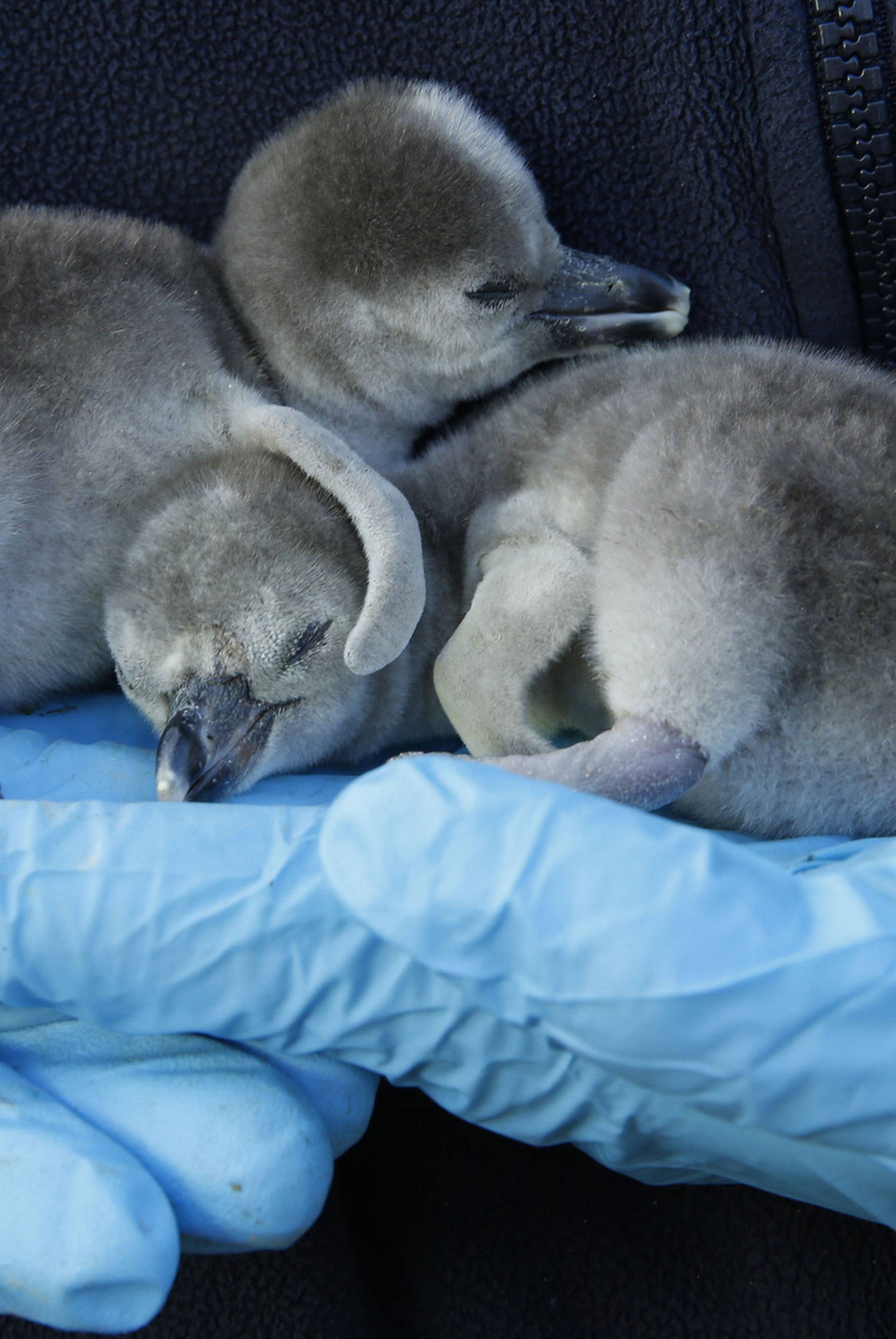 Penguin chicks at Chester zoo