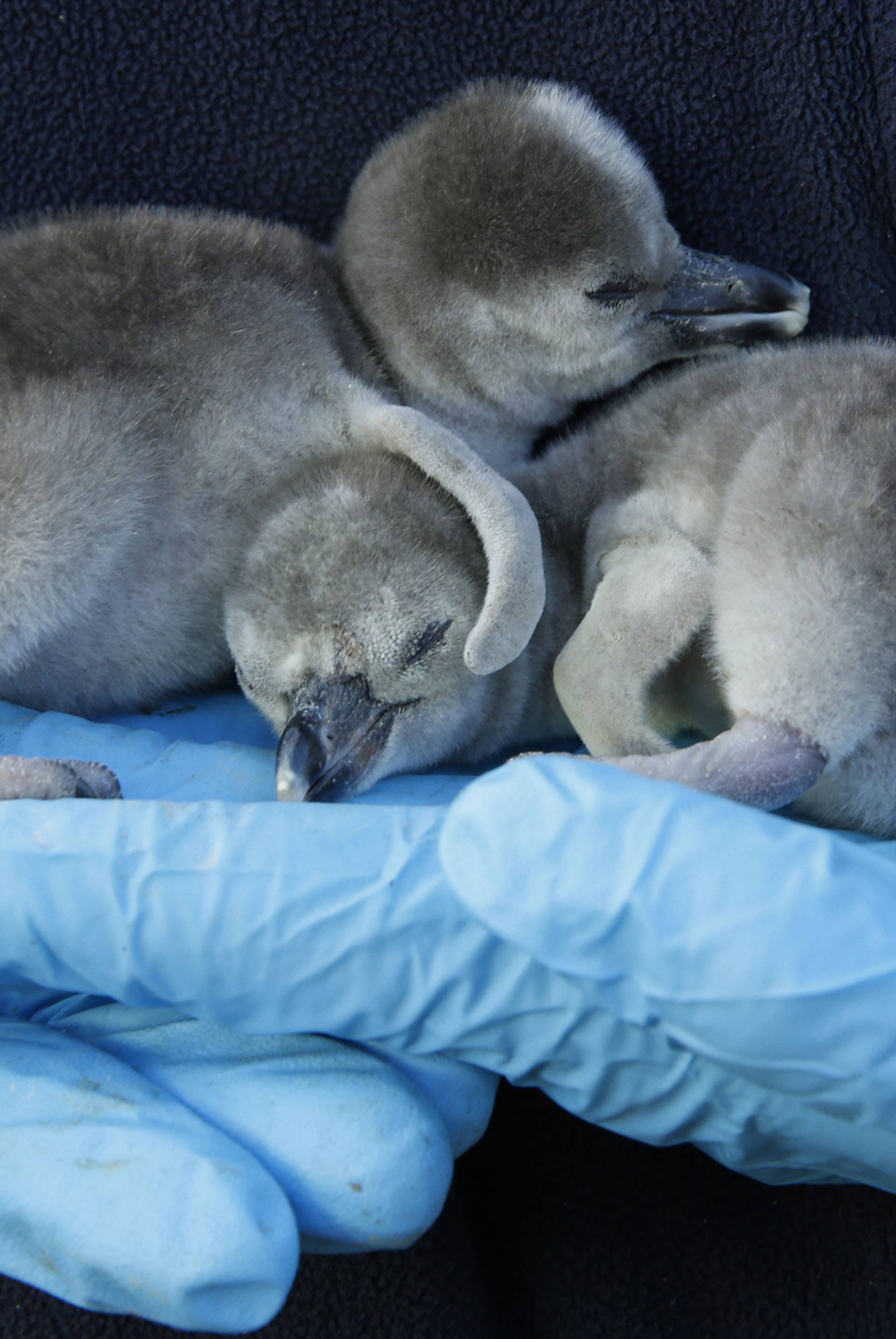 Penguin chicks at Chester zoo