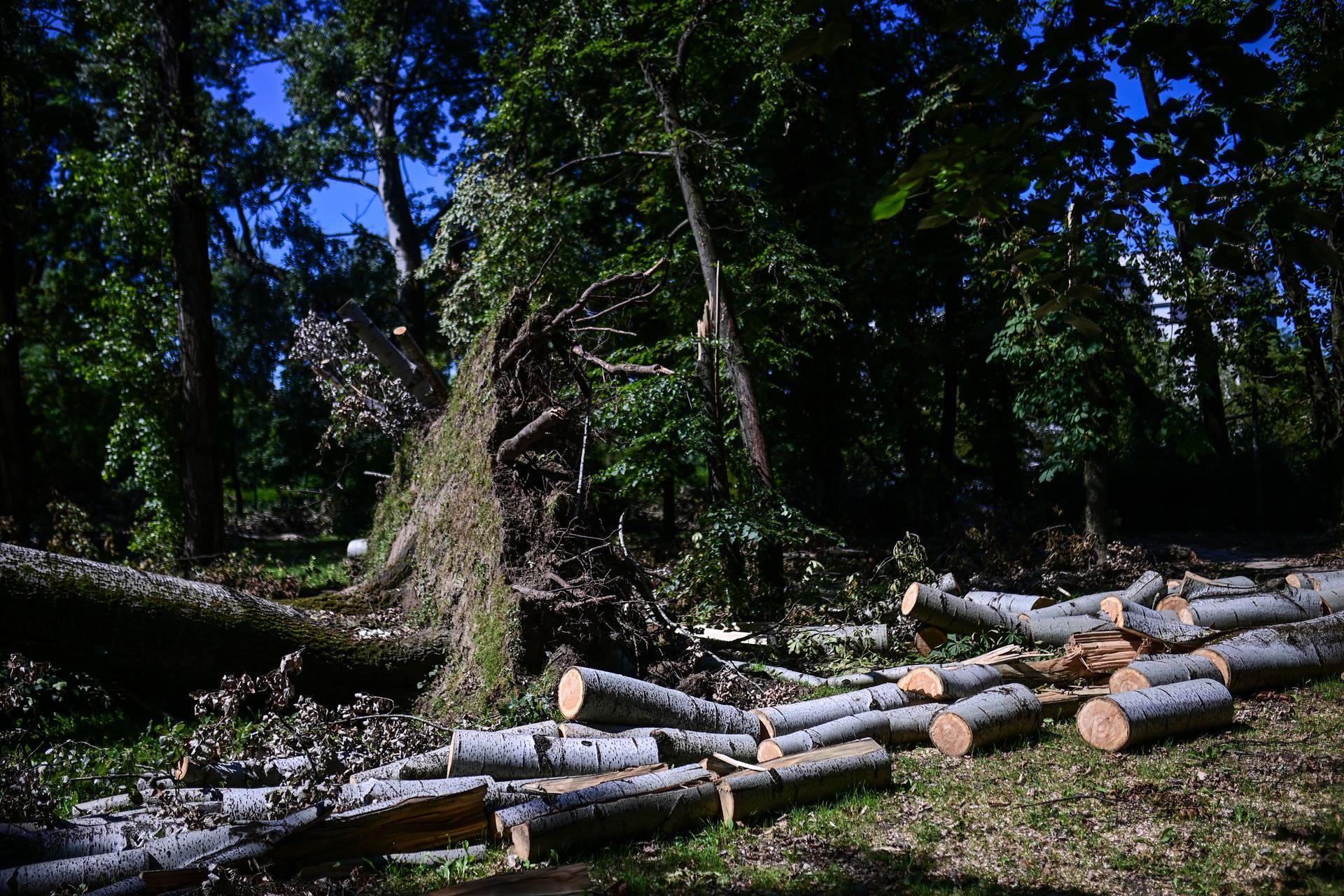 Olujno nevrijeme uništilo Park mladenaca u Zagrebu, srušena stabla još nisu uklonjena