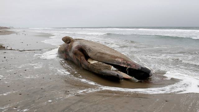 FILE PHOTO: The carcass of a gray whale washed up ashore is seen at a beach in RosarIto