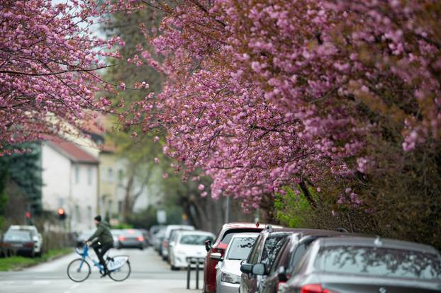 24sata Zagreb: Japanske trešnje u Ulici Bogoslava Šuleka