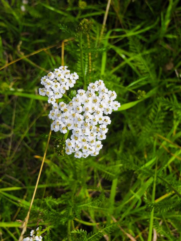 White yarrow flowers in the wild in the field.