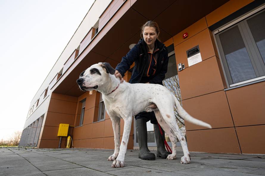 Zagreb: Priča o psima koji doniraju krv 