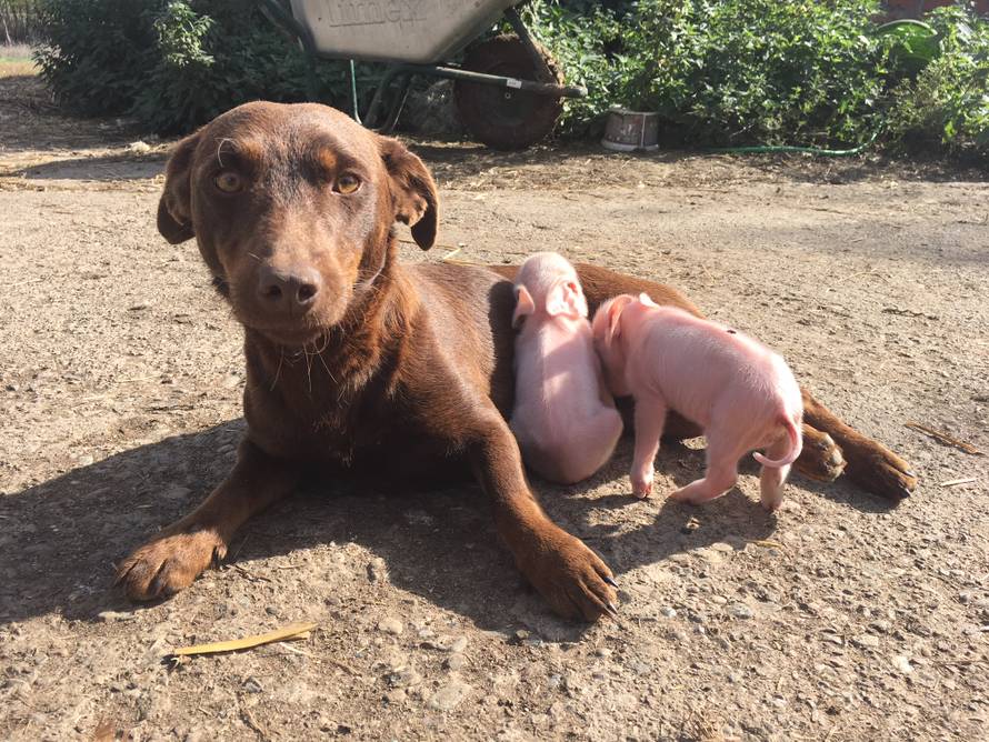 Mala je okotila mrtvo štene, a sada doji i pazi dva praščića