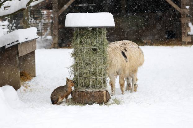 Zagreb: Snježno prijepodne u zoološkom vrtu