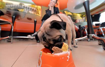 Slastičarnica u Njemačkoj u ponudi ima sladoled za pse