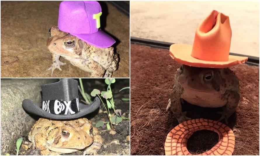 Nevjerojatan model: Žaba mu dolazi na trijem, a on ju 'fotka'