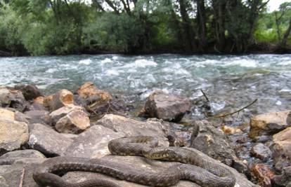 Svestrana zmija ribarica: Pliva, roni i lovi! Ima ih i u Hrvatskoj! 