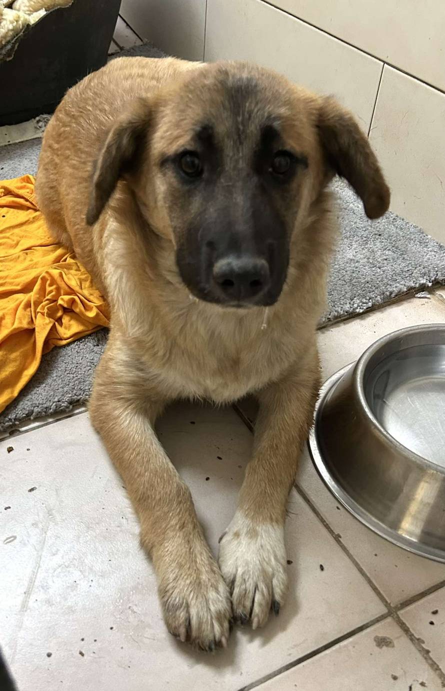 Iz romskog naselja u Međimurju spasili 37 pasa: 'Bez nadzora tu lutaju, a mačke ni ne prežive...'