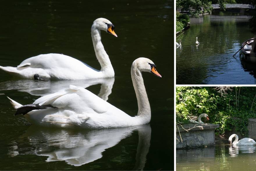 Zagreb: Par labudova na jezeru u Maksimiru