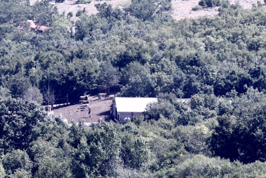 Vrlika: Danas počinje cijepljenje stoke zbog bedrenice