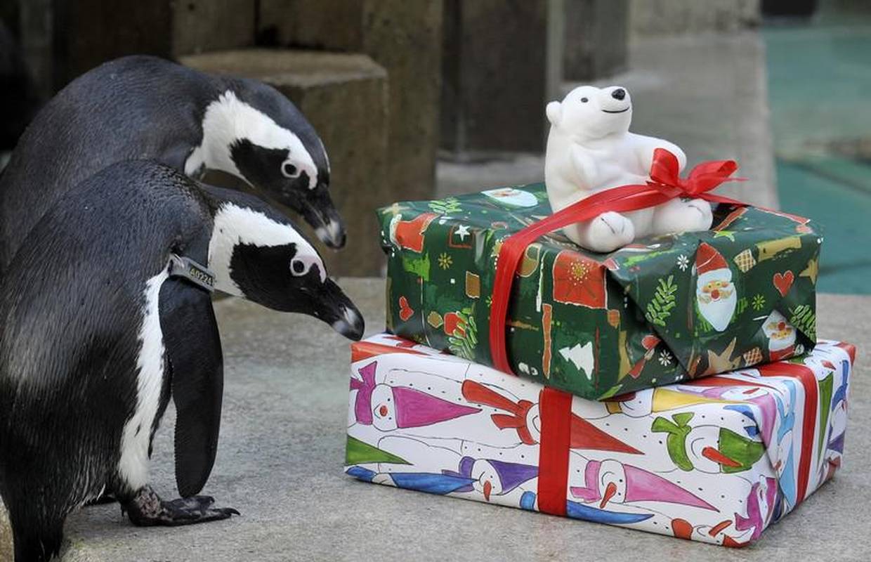 Логотип фонда дарящие надежду. Джек рассел терьер с хозяином. Котенок с подарком. Приют дарящие надежду». Подари животное.