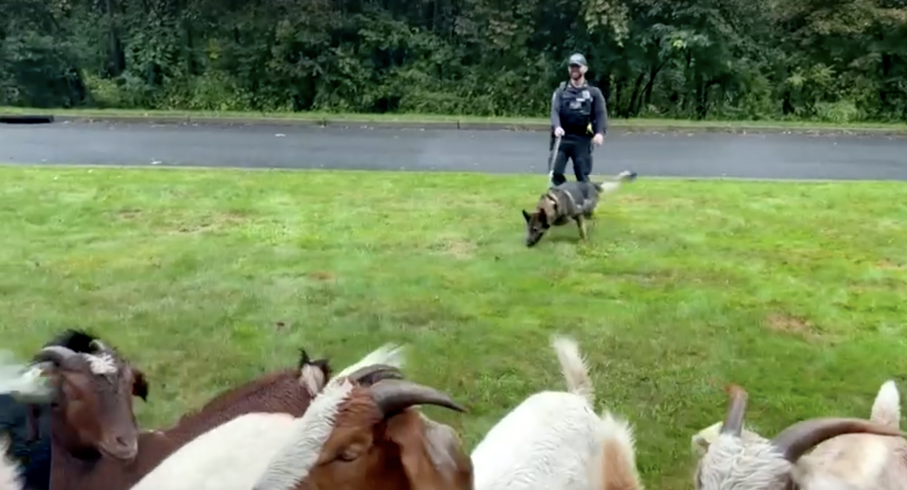 Policija hvatala odbjegle koze: Pas Pietro uspješno ih vratio