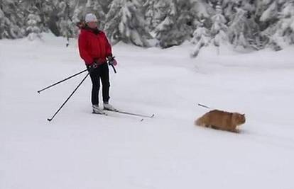 Misli da je haski: Mačak Jasper vuče svoju vlasnicu na skijama