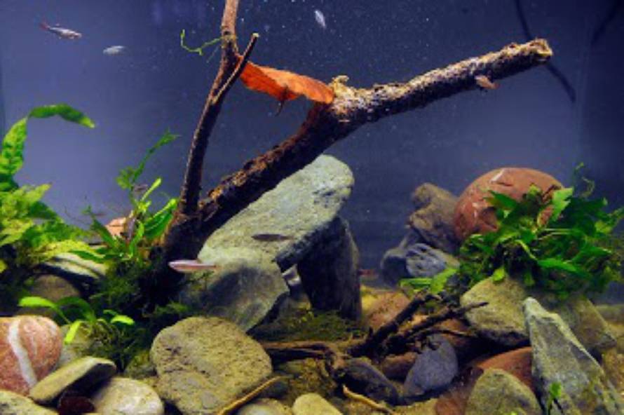 Boris Stromar/ AkvarijNET