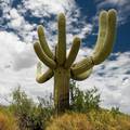 Globalno zatopljenje loše utječe i na kaktuse, prijeti i izumiranje