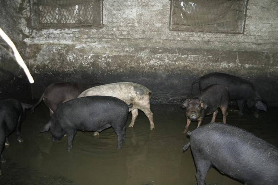 prijatelji-zivotinja.hr