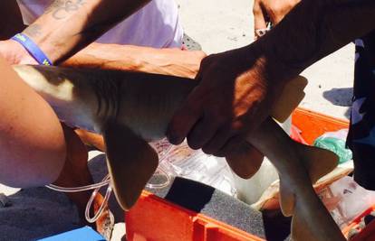 Morski pas ugrizao djevojku za ruku koju nije puštao ni mrtav