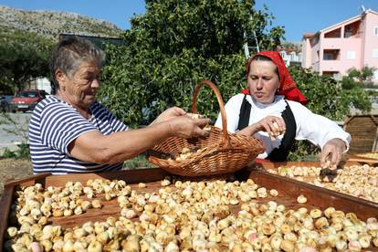 Sušenje smokava na tradicionalan način u Grebaštici