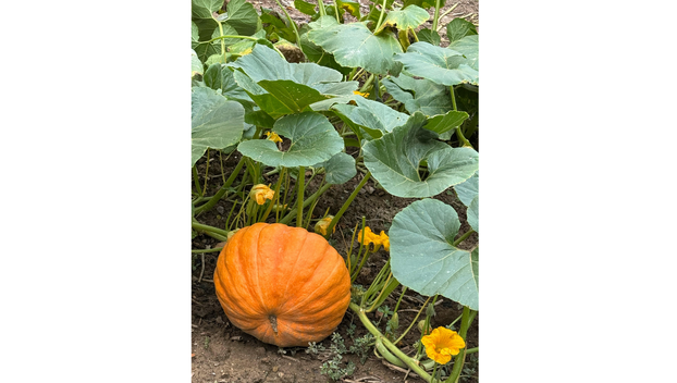 Ovo je najbolje povrće za čuvanje sjemena i evo kako ga skupiti za sljedeću godinu