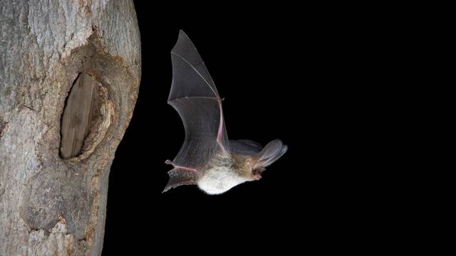 Braunes Langohr, Braune Langohrfledermaus, Grossohr, Plecotus auritus, brown long-eared bat, common long-eared bat