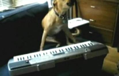 Pas zna svirati klavijature i vrlo glasno pjevati operu