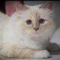 Maca snimila reklamu i zaradila milijune 