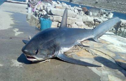 Ribar s Dugog otoka uhvatio morskog psa od 150 kilograma 