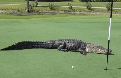 Neobični posjetitelj: Divovski aligator upao na turnir u golfu