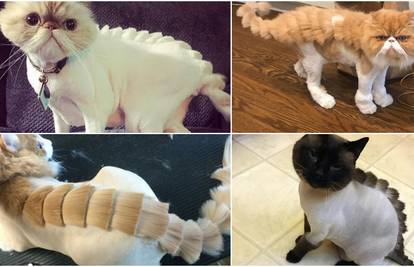 Novi trend: Vlasnici frizurama mačke pretvaraju u dinosaure