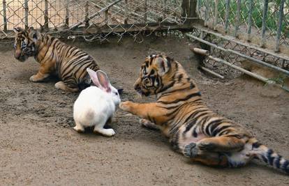 Baci zeku da se igramo: Tigrići zeca poštedjeli oštrih kandži 
