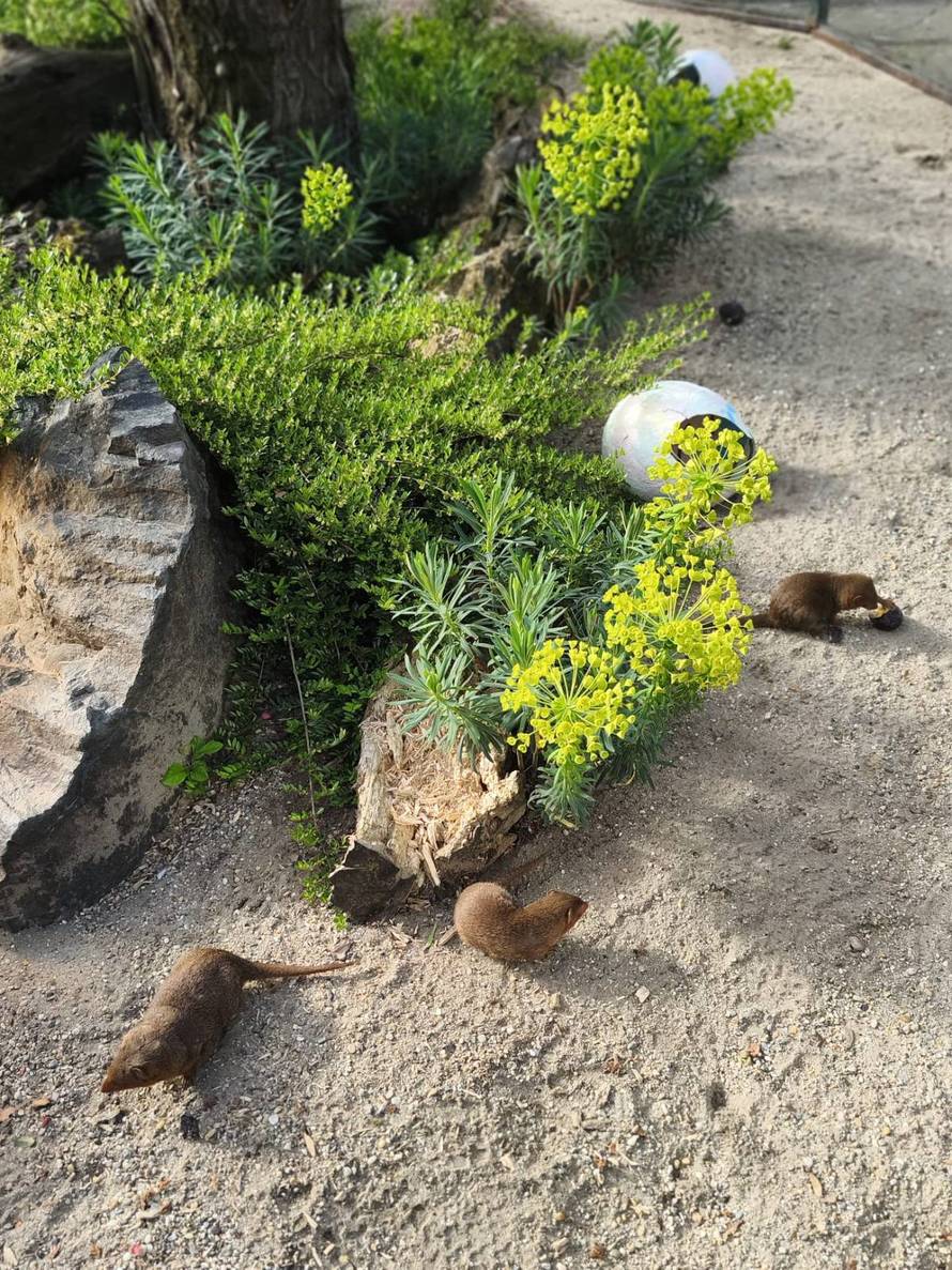 Životinje u zagrebačkom ZOO-u uživale u uskršnjim pisanicama