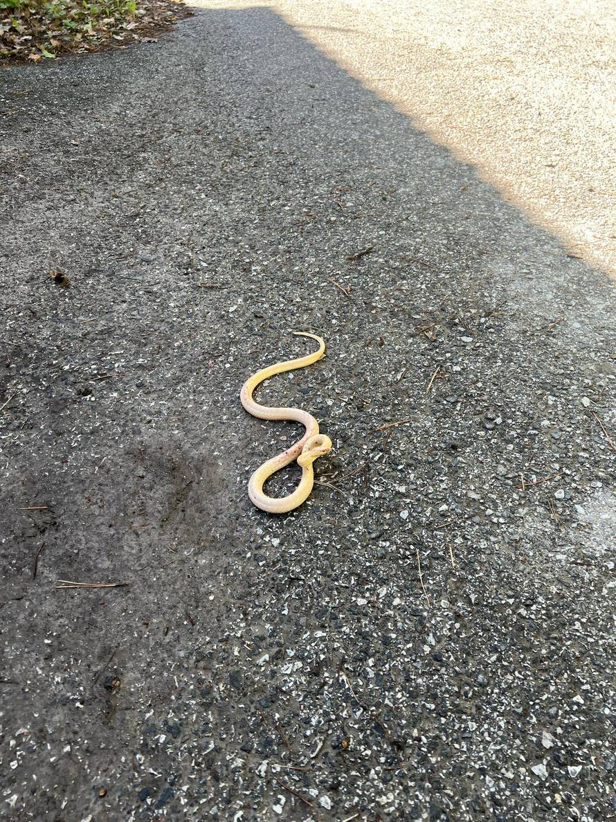 FOTO Pronašli albino bjelicu u Gračanima: 'Mačka je šapom udarala zmiju, vide se rane'