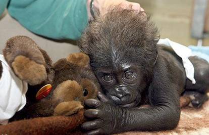 Beba gorile odbačena od majke mazi igračku