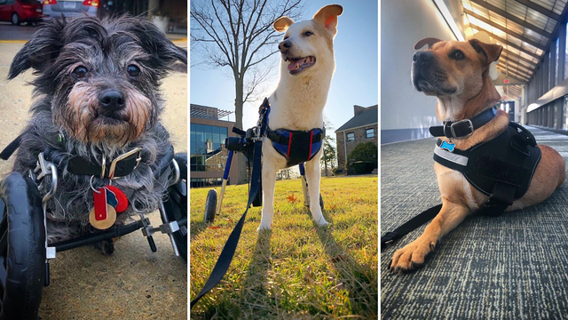 Brine o tri psa koji imaju svaki po dvije noge: 'Oni su heroji...'
