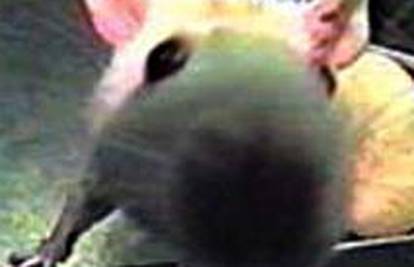 Znanstvenici stvorili šizofreničnog miša