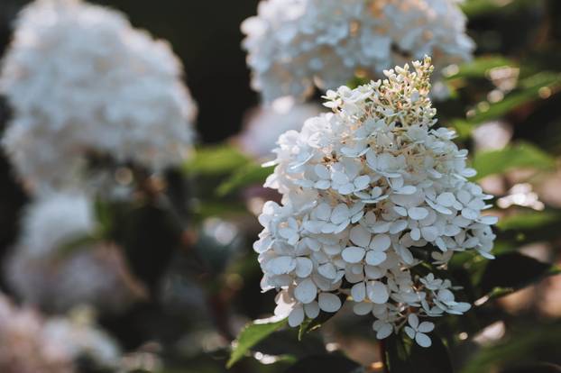 8 biljaka koje nikada ne smijete rezati u jesen - za bujniji urod