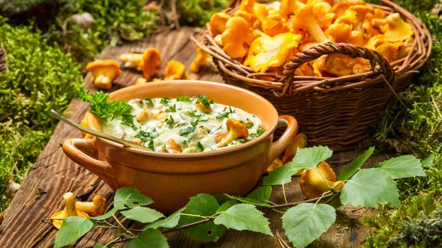 Freshly collected mushrooms in the woods and cooked with cream