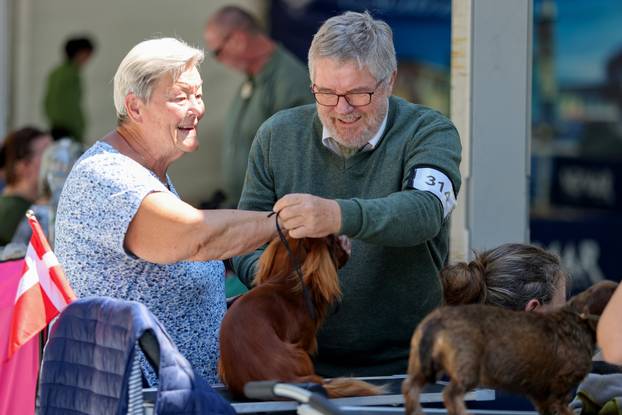 Zaton: Međunarodna izložba pasa pod nazivom CACIB Zadar 2025