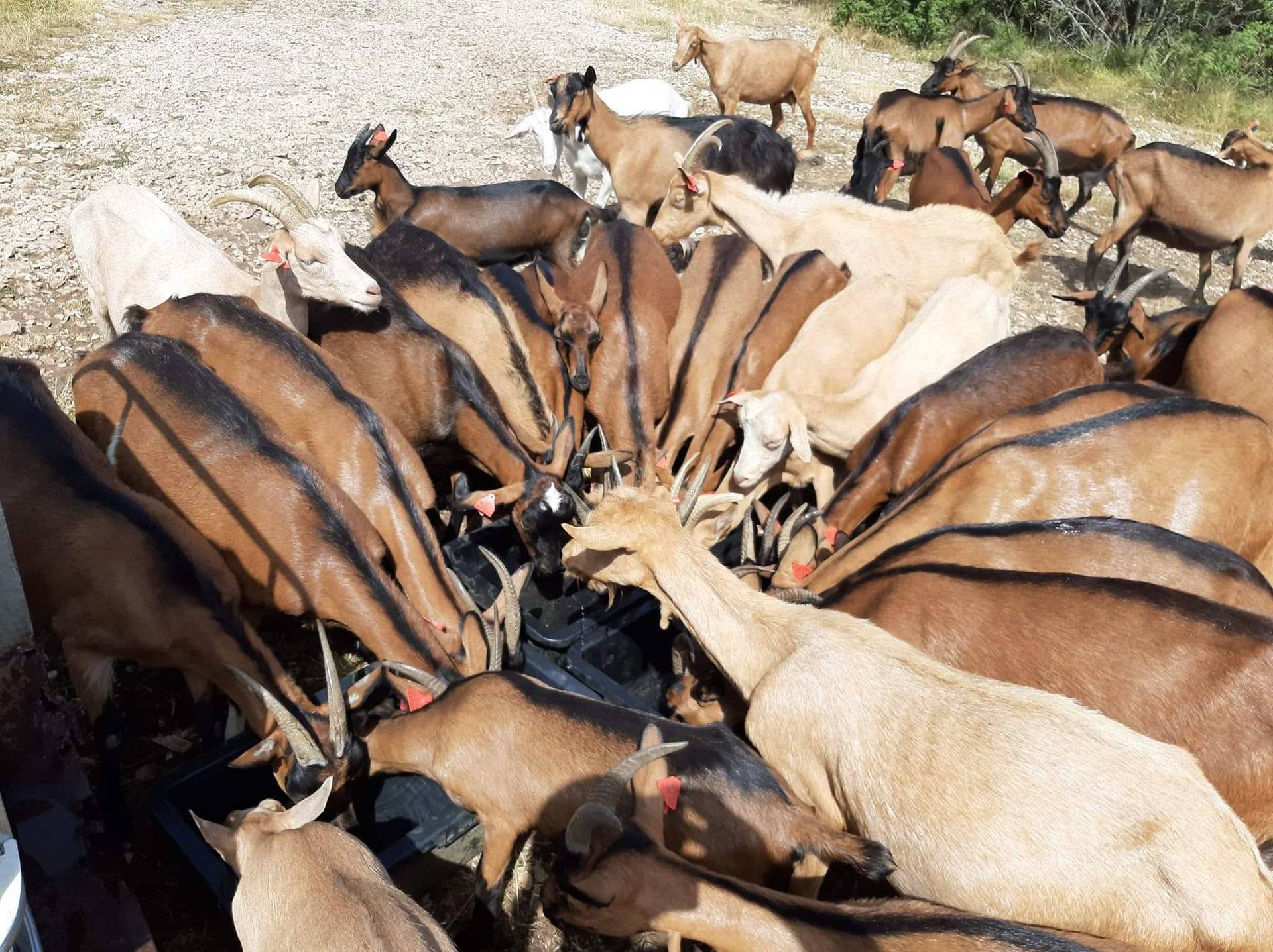 VIDEO Ivan (35) iz Pule preselio na selo da čuva koze: 'Imam ih stotinjak, baš svakoj znam ime'
