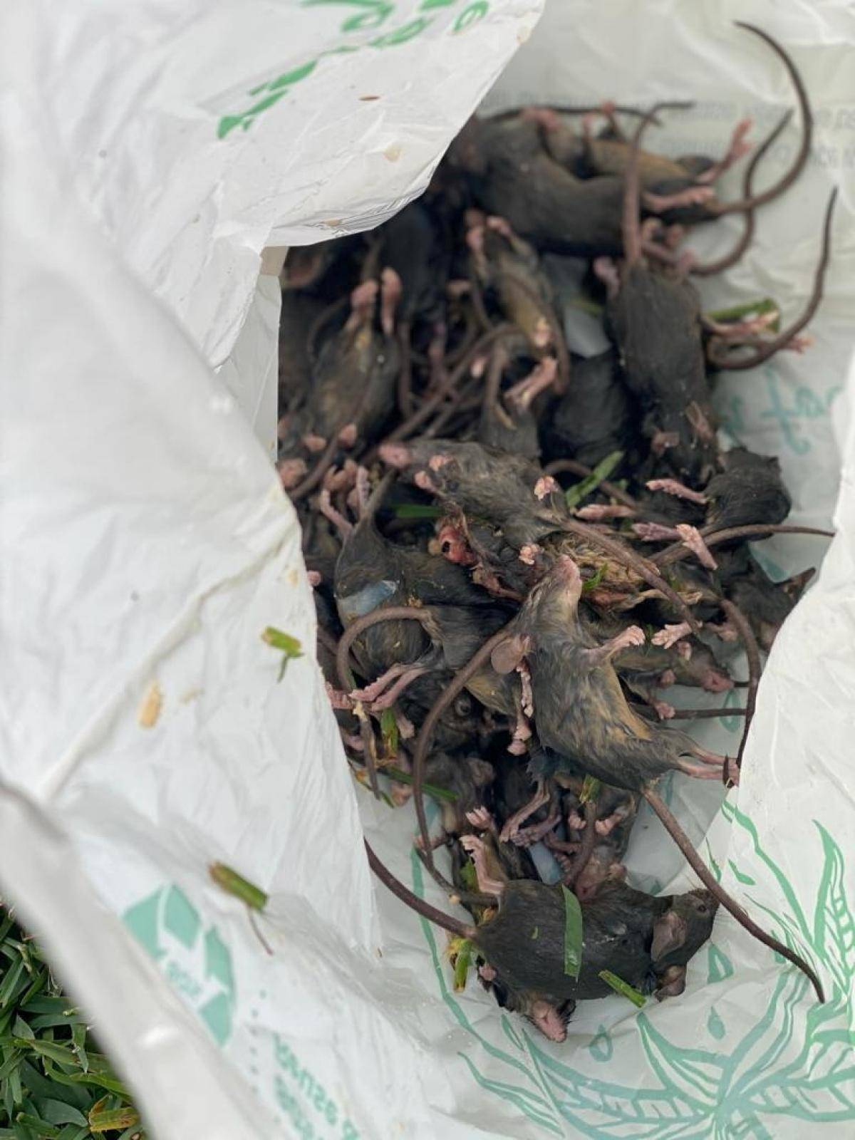 Dead mice killed on the property of local resident Kodi Brady are seen in Coonabarabran