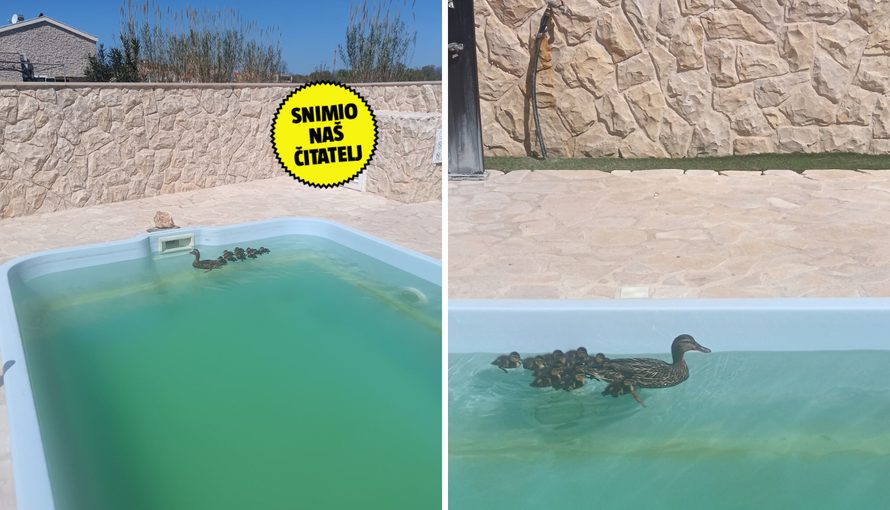 VIDEO Umjesto turista dolaze im - pačići: 'Nije prvi put da se kupaju u bazenu, stalni su gosti'
