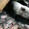 Kina: Svinja preživjela čak 36 dana pod ruševinama