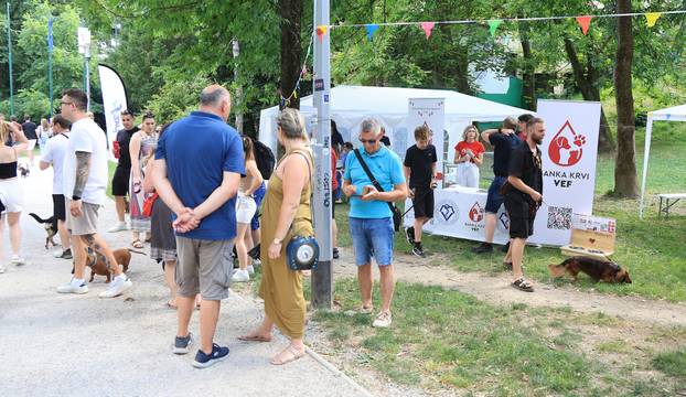 Zagreb: Međunarodni festival pasa jazavčara JAZOfest