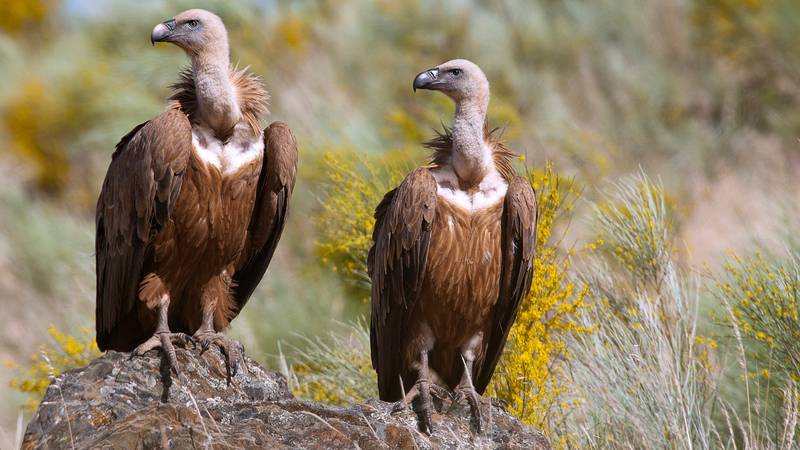 Populacija jastrebov v svetu ogrožena, v Sloveniji prisoten le beloglavi jastreb