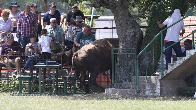 Pobjednik Medo pobjegao preko ograde, ljudi su bježali od njega