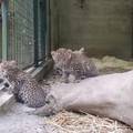 BABY BOOM Ovi slatki mladunci 'okupirali' su ZOO vrt u Zagrebu
