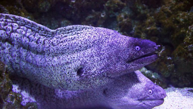 Pulski Aquarium brine se o našem podmorju: Čuvaju periske, pomažu životinjama...