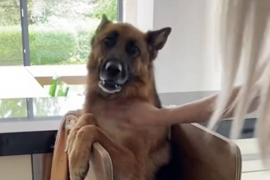 Izradila stolicu za psa jer ne može normalno jesti: 'Jede stojeći na dvije noge'
