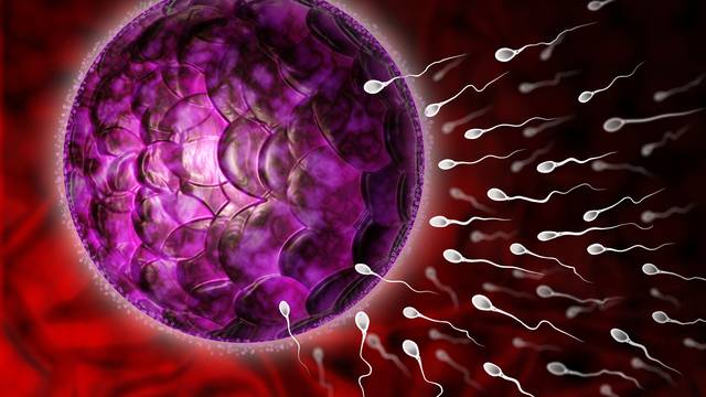 Genetičari u dilemi: Moguće je da jajašce doista bira spermij?